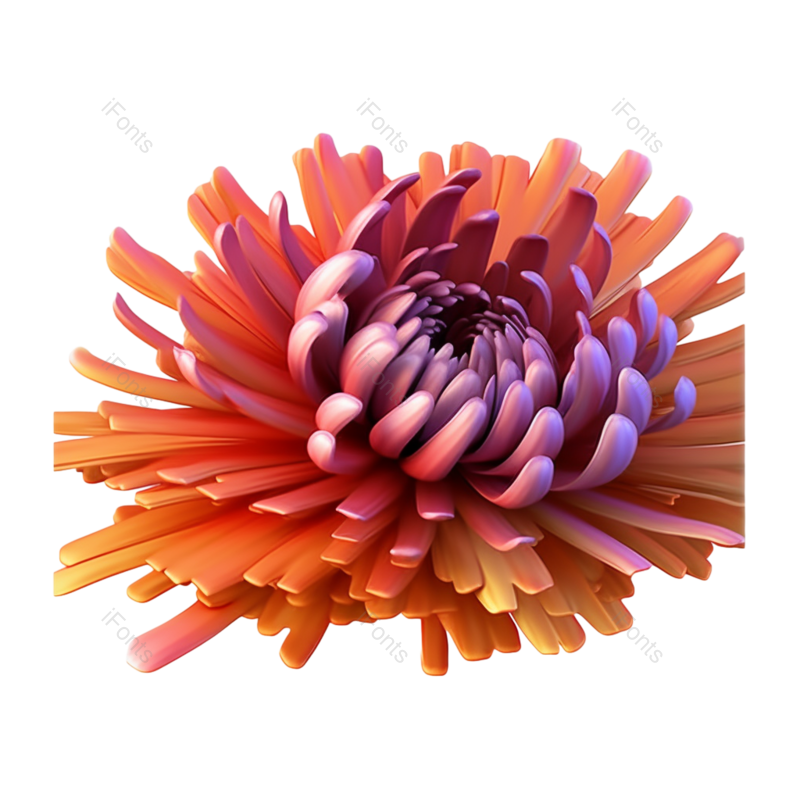 节日图片,元素元素,菊花PNG,秋天免抠素材